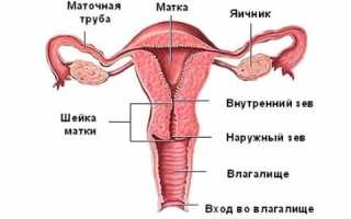 Диагностика МРТ для органов малого таза — что показывает процедура и как проводится у женщин