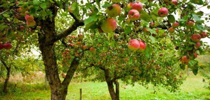 Плоды роста